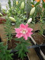 [5633 VH63 Dreamline No01.JPG]